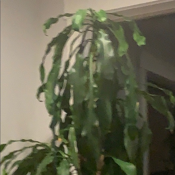 Meet your Posher, Inna - Picture 1 of 1